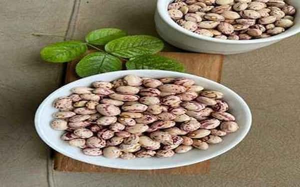 تصویر 1 از معرفی لوبیا چیتی دانه درشت + بهترین قیمت خرید
